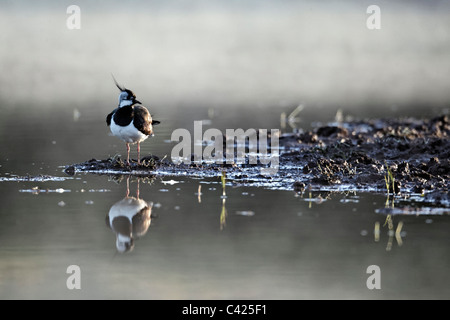 Sociable Vanellus vanellus, nord, seul oiseau par l'eau dans la brume, Midlands, Mai 2011 Banque D'Images