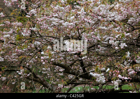 Prunus 'Shogetsu' AGM Banque D'Images