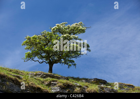 Arbre d'aubépine, Crataegus, mongyna Ingleton, Yorkshire du Nord Banque D'Images