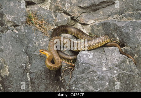 Zamenis longissimus Aesculapian snake, anciennement Elaphe longissima, Italie centrale Banque D'Images