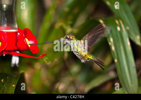 Épée-billed hummingbird Ensifera Ensifera ( ) au niveau du convoyeur d'alimentation Banque D'Images