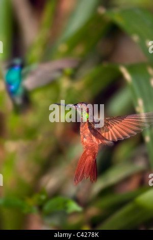 Les colibris dans le jardin de l'Kentikafe museum café. Rainbow Starfrontlet ( Coeligena Iris ). Banque D'Images