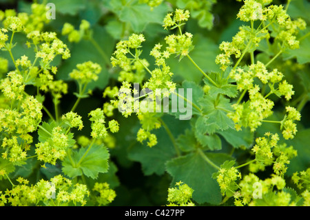 Les fleurs de l'Alchemilla mollis Alchémille ( ). UK Banque D'Images