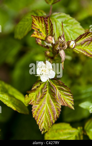 Bramble fleur en début de l'été. UK Banque D'Images