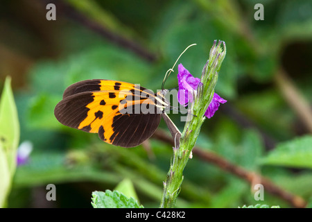 Le Pérou, San Pedro, parc national de Manu, Cloud Forest. Papillon. UNESCO World Heritage Site. Banque D'Images