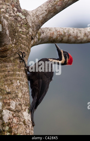 Le Pérou, San Pedro, parc national de Manu, Cloud Forest. Crimson-crested Woodpecker (Campephilus ) cendré. Banque D'Images