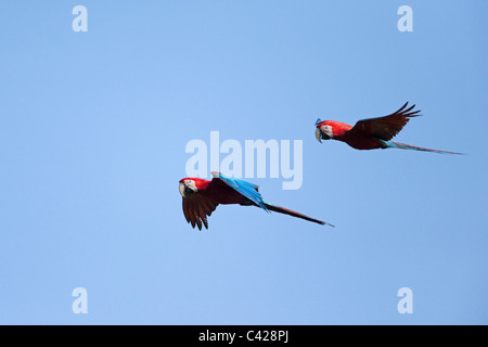 Parc national de Manu, les aras rouges et verts ( Ara chloroptera ) près de Tambo Blanquillo lécher l'argile. L'avion. Banque D'Images