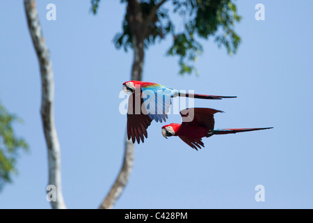 Parc national de Manu, les aras rouges et verts ( Ara chloroptera ) près de Tambo Blanquillo lécher l'argile. L'avion. Banque D'Images