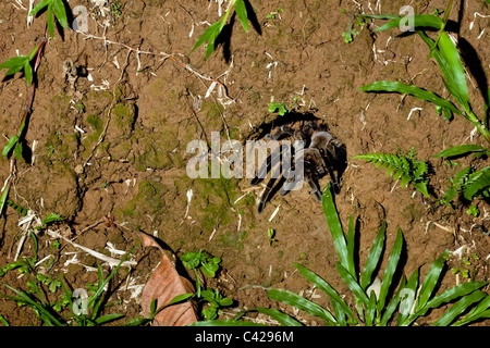 Pérou, Boca Manu, Manu Blanquillo, Parc National, Patrimoine Mondial de l'UNESCO. Tarantula spider qui sort de son trou. Banque D'Images