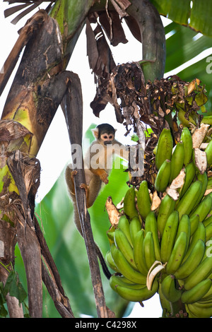 Pérou, Boca Manu, Blanquillo, singe-écureuil commun ( Saimiri sciureus ). Manger en bananeraie. Banque D'Images