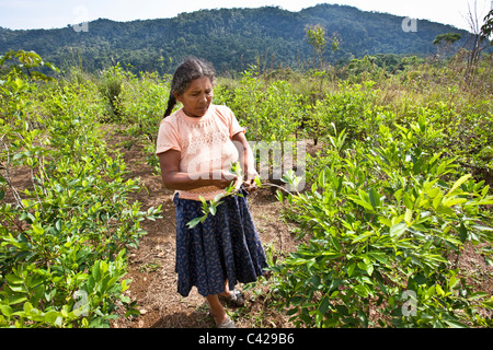 Le Pérou, l'Atalaya, plantation de Coca. Woman picking feuilles. Banque D'Images