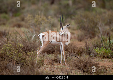 Grant's (Gazella granti), Samburu National Park, Kenya. Banque D'Images