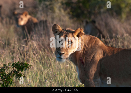 Lioness (Panthera leo), Loisaba Wilderness Conservancy, Laikipia, Kenya Banque D'Images