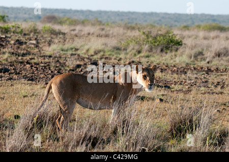 Lioness (Panthera leo), Loisaba Wilderness Conservancy, Laikipia, Kenya Banque D'Images