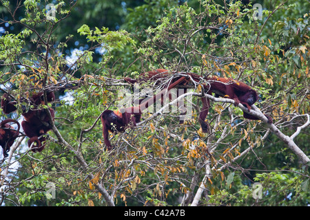 Pérou, Cruz de Mayo, parc national de Manu, montagnes Pantiacolla. Les singes hurleurs rouge ( Alouatta Alonnatta ). Banque D'Images