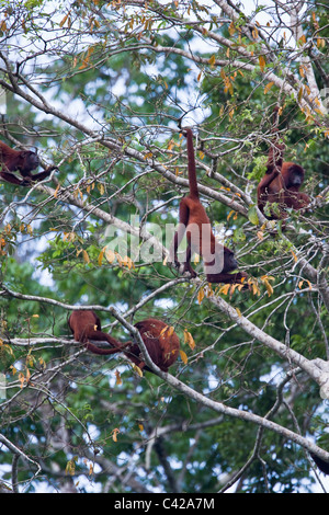 Pérou, Cruz de Mayo, parc national de Manu, montagnes Pantiacolla. Les singes hurleurs rouge ( Alouatta Alonnatta ). Banque D'Images