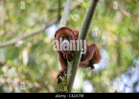 Pérou, Cruz de Mayo, parc national de Manu, montagnes Pantiacolla. Singe hurleur (Alouatta rouge Alonnatta ). Les jeunes. Banque D'Images