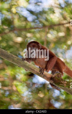 Pérou, Cruz de Mayo, parc national de Manu, montagnes Pantiacolla. Singe hurleur (Alouatta rouge Alonnatta ). Les jeunes. Banque D'Images