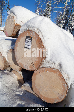 Vente et étiquetage de grumes d'épicéa de première qualité ( picea abies ) et de pin ( pinus sylvestris ) , Finlande Banque D'Images