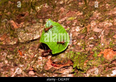 Pérou, Cruz de Mayo, parc national de Manu, montagnes Pantiacolla. Le transport des fourmis coupeuses de feuilles feuilles et d'autres fourmis. Banque D'Images