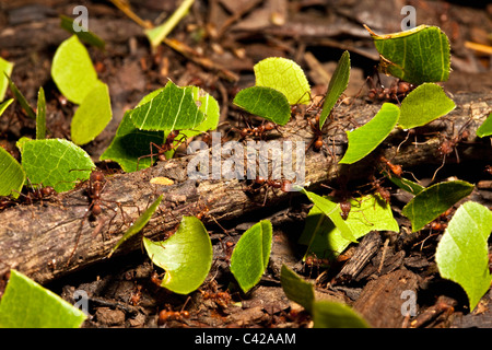 Pérou, Cruz de Mayo, parc national de Manu, montagnes Pantiacolla. Le transport des fourmis coupeuses de feuilles feuilles et d'autres fourmis. Banque D'Images