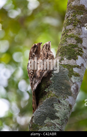 Pérou, Cruz de Mayo, parc national de Manu, montagnes Pantiacolla. Queue Longue Potoo et les jeunes ( Nycibius ) Fregata magnificens. Banque D'Images