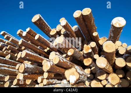 Pile de grumes de pin fraîchement coupées ( pinus sylvestris ) , Finlande Banque D'Images