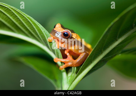 Parc national de Manu, montagnes Pantiacolla. Clown grenouille d'arbre ( Dendropsophus leucophyllatus, anciennement Hyla leucophyllata ). Banque D'Images