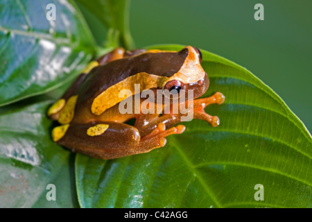 Parc national de Manu, montagnes Pantiacolla. Clown grenouille d'arbre ( Dendropsophus leucophyllatus, anciennement Hyla leucophyllata ). Banque D'Images