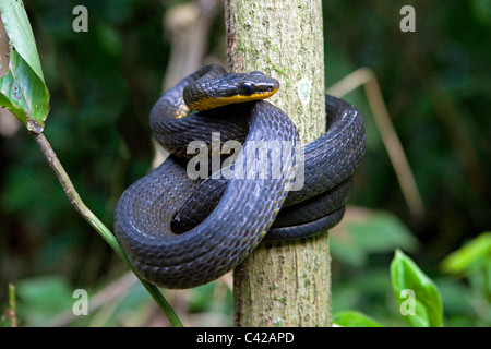 Pérou, Cruz de Mayo, parc national de Manu, UNESCO World Heritage Site, montagnes Pantiacolla. Serpent. Banque D'Images