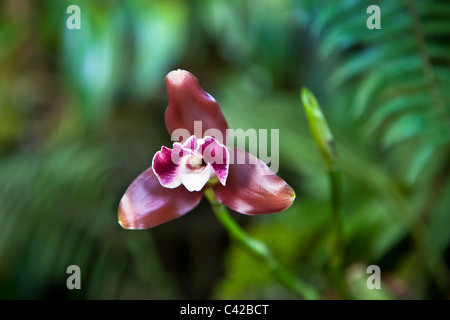 Pérou, Aguas Calientes, Machu Picchu, Inkaterra Machu Picchu Pueblo Hotel. Jardin. Orchid. Banque D'Images