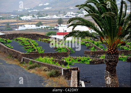 Dans les vignes de plus en plus volcanique de Lanzarote climat sec avec mur de pierre pour protéger les plantes. En dehors de la ville de Uga Banque D'Images