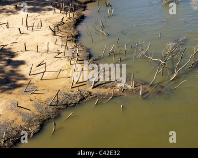 Les mangroves parés Banque D'Images