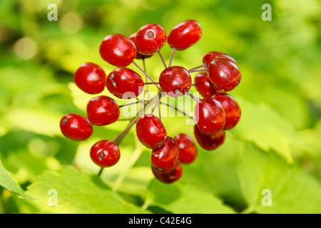 Belle mais dangereuse : bright vivid red baneberry toxiques Banque D'Images