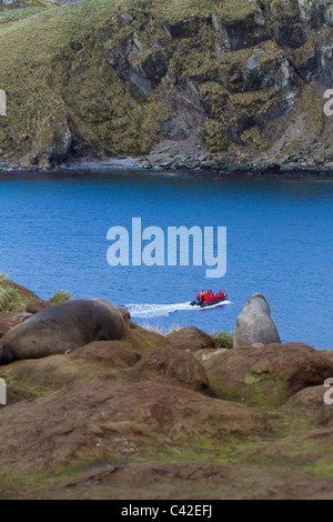 Croisière Zodiac parmi les colonies d'albatros attire l'attention de la fourrure résident à l'Elsehul, South Georgia Island Banque D'Images