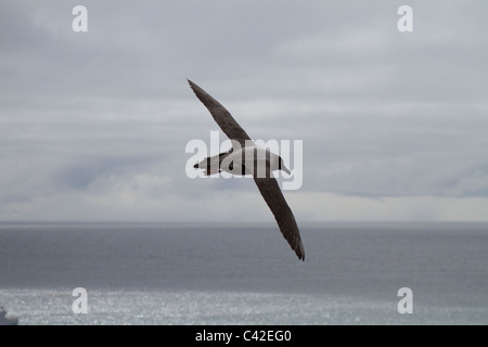 Les albatros fuligineux en vol, Elsehul, South Georgia Island Banque D'Images