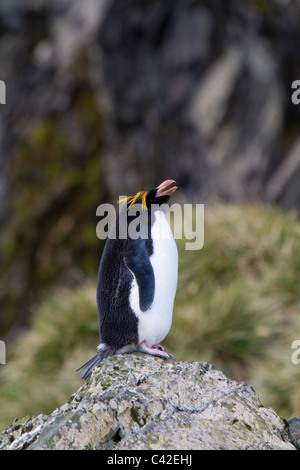 Les macaroni penguin assis sur un rocher, Elsehul, South Georgia Island Banque D'Images