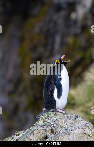 Les macaroni penguin le bâillement tout en étant assis sur un rocher, Elsehul, South Georgia Island Banque D'Images