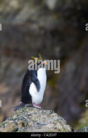 Les macaroni penguin assis sur un rocher, Elsehul, South Georgia Island Banque D'Images