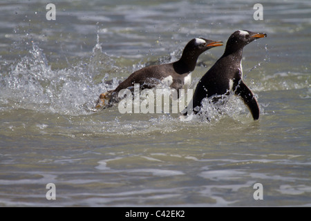 Le nord de deux manchots à New Island, West Falkland Banque D'Images