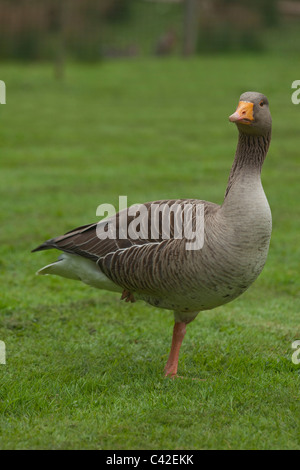 Oie cendrée (Anser anser). Debout, en appui sur une jambe, sur l'herbe. Banque D'Images