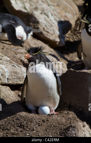 Rockhopper Penguin avec oeuf sur nid à New Island, West Falkland Banque D'Images