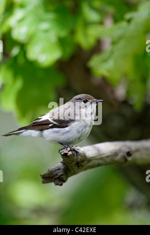 Le grèbe huppé, Ficedula hypoleuca, seule femelle sur une branche, le Pays de Galles, Mai 2011 Banque D'Images