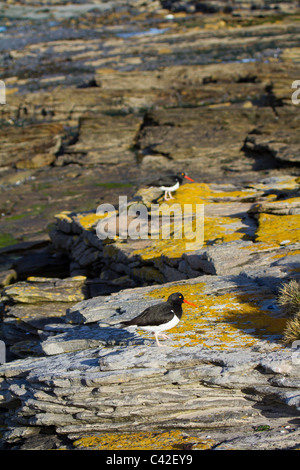 Paire d'Huîtrier de Magellan à New Island, West Falkland Banque D'Images