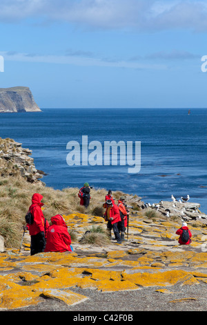 Les passagers des navires de l'expédition à l'albatros à sourcils noirs colonie de reproduction à New Island, West Falkland Banque D'Images