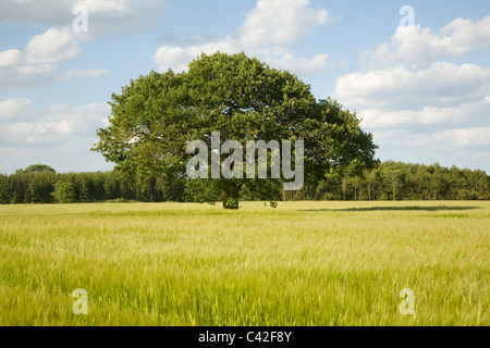 Arbre de chêne en été est en champ de céréales, Iken, Suffolk, Angleterre Banque D'Images