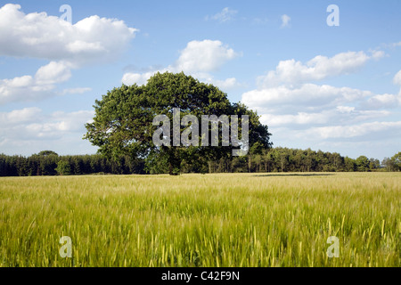 Arbre de chêne en été est en champ de céréales, Iken, Suffolk, Angleterre Banque D'Images