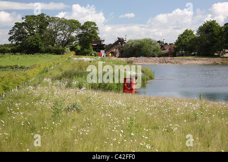 Fleurs sauvages et roselières à Nosterfield les lits de gravier, Yorkshire du Nord Banque D'Images