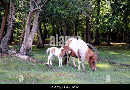 Un nain poney miniature avec un plus petit poulain Banque D'Images