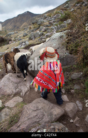 Pérou, Patakancha, village Patacancha, près de Ollantaytambo. Jeune Indien en vêtements traditionnels troupeaux de moutons. Banque D'Images